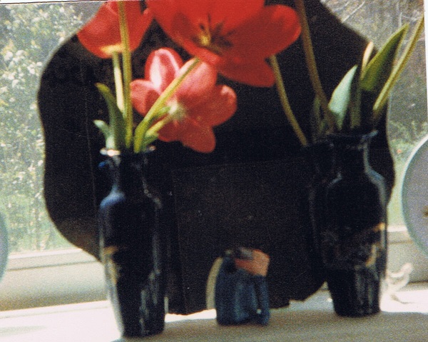 miltons-flowers-tulips-opened_0